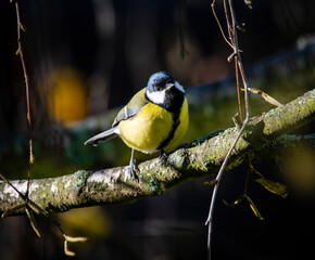 The Great Tit, Parus major, is sitting in color environment of wildlife, sýkora koňadra