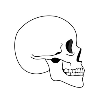 Cranium. Simple side skull minimalistic picture, humanities arts skulls icon, black and white skeleton head profile anatomy line picture vector illustration