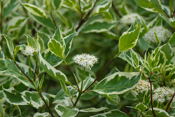 Cornus Alba (Red barked dogwood) blossom and leaves
