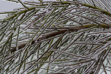 Vom Eisregen mit Eis und Schnee überzogene Pflanze, Blüten, Äste und Zweige.