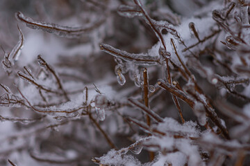 Vom Eisregen mit Eis und Schnee überzogene Pflanze, Blüten, Äste und Zweige.