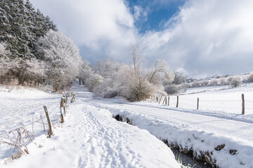 Winterlandschaft mit schneebedeckten Bäumen und Sträuchern bei blauem Himmel.