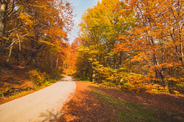 The bright sun rises over the hill in the autumn forest