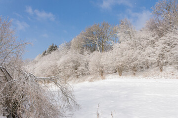 Winterlandschaft mit schneebedeckten Bäumen und Sträuchern bei blauem Himmel.