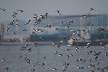Flock of dunlins flying over tidal flats