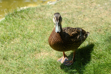 Close-up of a mallard duck resting on the green grass in the park.
