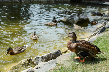 Close-up of a mallard duck resting on green grass near a pond or lake in a park.