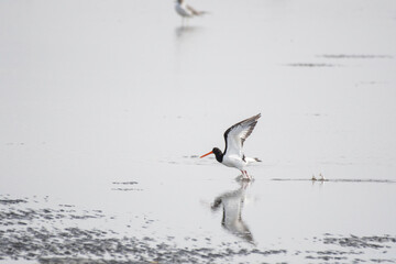 Oystercatcher taking off from tidal flats
