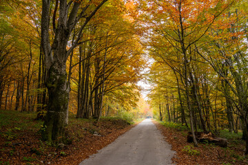 Fototapeta premium narrow winding road leads through scenic and vibrant colorful autumn forest