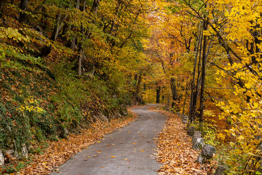 narrow winding road leads through scenic and vibrant colorful autumn forest