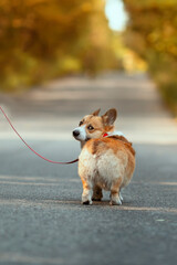  puppy dog corgi pembroke walks on a leash on a city street
