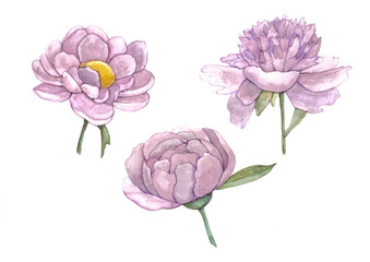 A set of three lilac flowers buds. Watercolor illuustrations. Ideal for souvenirs, stickers, tatoos, etc.