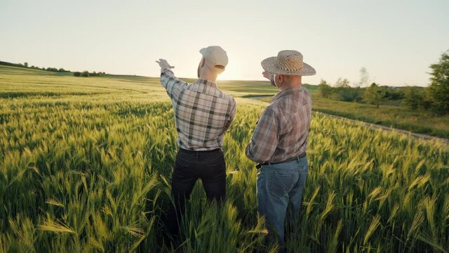 Two farmers are standing in the middle of a field and talking about the harvest. They are waving their hands and pointing to the field. Shooting from behind. Sunset in the background. 4K
