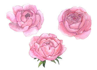 Watercolor illustration of pink flower buds. Drawn by hand. Suitable for postcards, posters, stickers, souvenirs.