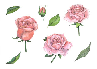 watercolor illustrations of rose buds with leaves. A set of 8 elements. Suitable for goods, souvenirs, stickers.
