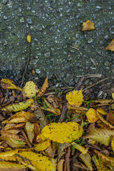 Fallen autumn leaves on asphalt road. Perfetct fall background.