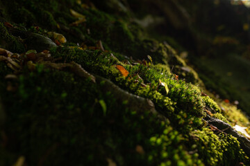 Moss growing in the autumn forest