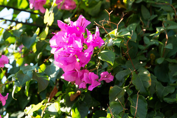 Pink flowers. Nature, greenery. Flowers in the garden.