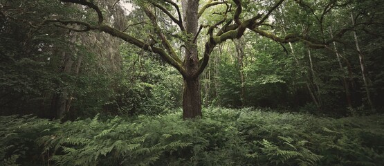 An ancient sorcerer oak tree close-up. Moss, fern, emerald green leaves. Sunlight through the...