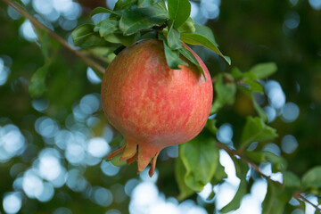 Green pomegranate. Unripe pomegranate on a tree.
