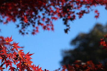 紅葉と日本の秋 龍姫湖 温井ダム四季折々の広島県山県郡安芸太田町大字加計