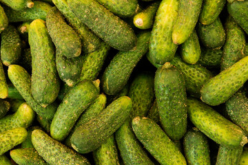 Lots of green fresh cucumbers. Vegetables on the counter. Farm cucumbers.