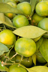 Green tangerines. Unripe citrus fruits.
