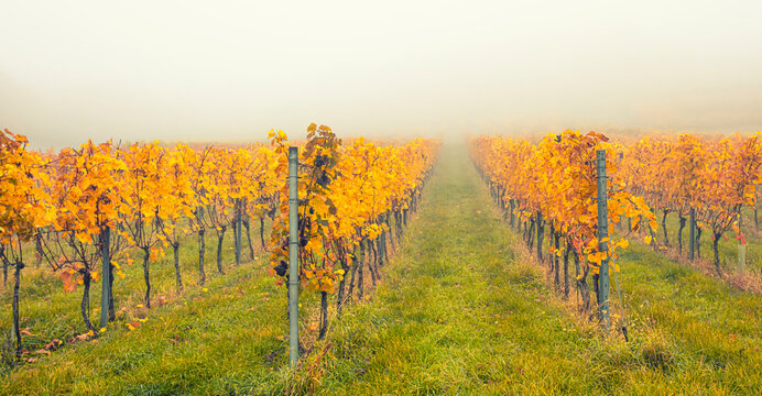 Autumn vineyards in the mist 