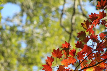 紅葉と日本の秋