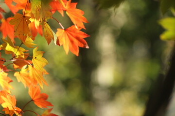紅葉と日本の秋 龍姫湖 温井ダム四季折々の広島県山県郡安芸太田町大字加計