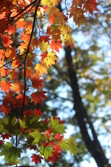紅葉と日本の秋 龍姫湖 温井ダム四季折々の広島県山県郡安芸太田町大字加計
