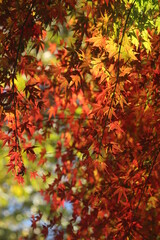 紅葉・秋イメージ