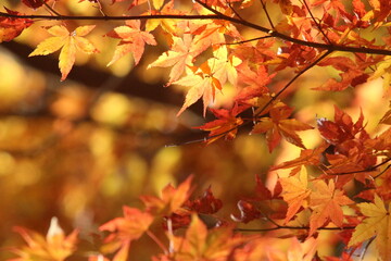 紅葉・秋イメージ