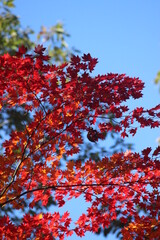 紅葉・秋イメージ