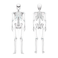 Fototapeta na wymiar Set of Skeleton Humans realistic diagram front back view. Flat greyscale colour Vector illustration of Anterior posterior side anatomy isolated concept medical banner, skull spine ribs pelvis joints