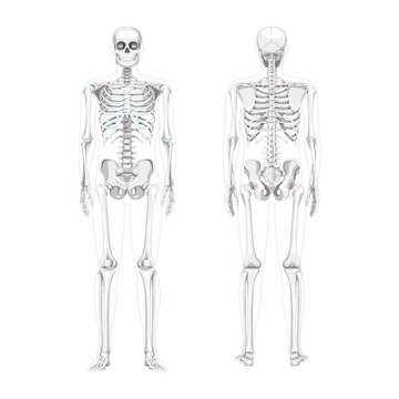 Set of Skeleton Humans realistic diagram front back view. Flat greyscale colour Vector illustration of Anterior posterior side anatomy isolated concept medical banner, skull spine ribs pelvis joints