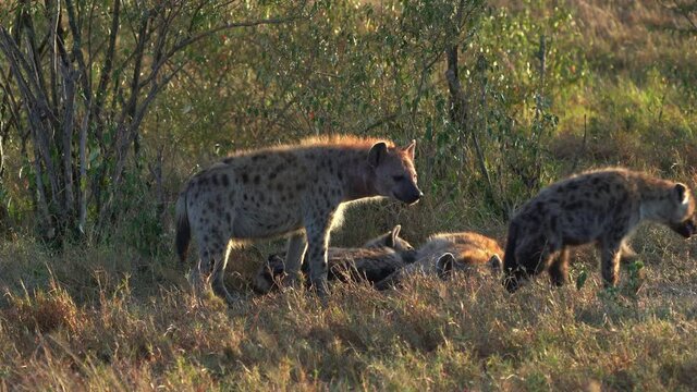 Spotted Hyena - Crocuta crocuta, herd of scavengers in the savanna with the grass, after meals walking in the park. Beautiful sunset or sunrise in Amboseli in Kenya. Males, females and young cubs.