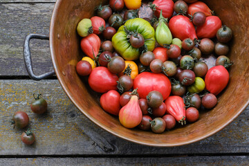 Tomatoes of different shapes and colors in a copper bowl on wooden boards. Various shapes and colors of tomatoes in metal plate.