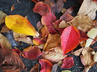 秋の色鮮やかな落ち葉