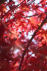 紅葉（モミジ）