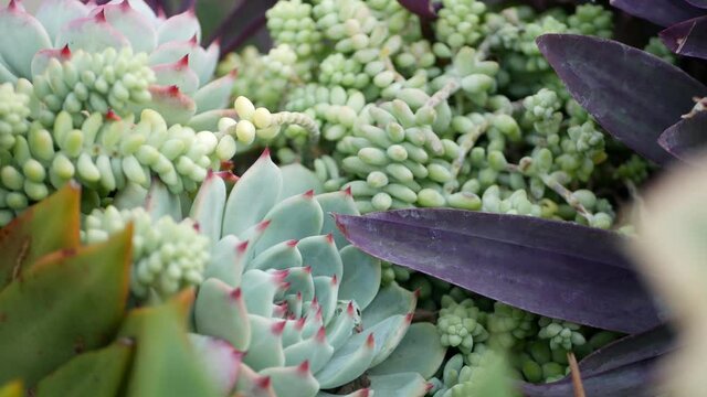 Succulent plants collection, gardening in California, USA. Home garden design, diversity of various botanical hen and chicks. Assorted mix of decorative ornamental echeveria houseplants, floriculture.