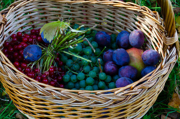 Basket of fresh organic fruits in the garden