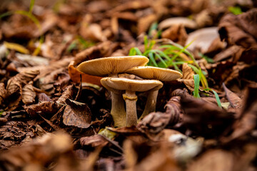 Mushrooms in the autumn forest