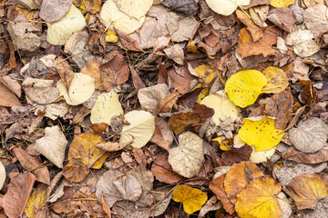 Dry colorful leaves on ground in autumn