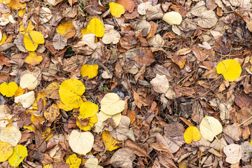 Dry colorful leaves on ground in autumn