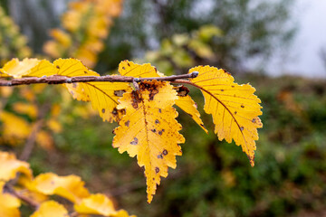 Colorful autumn leaves on a branch