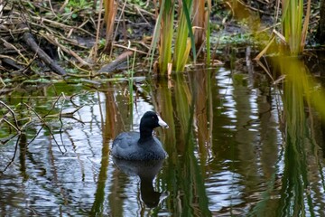 An American Coot in Hilton Head Island, South Carolina