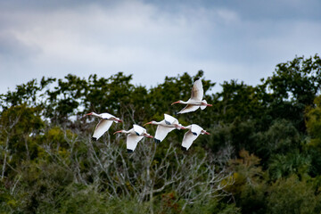 A natural white Ibis in Hilton Head Island, South Carolina - obrazy, fototapety, plakaty