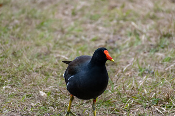 A Common Gallinule in Hilton Head Island, South Carolina