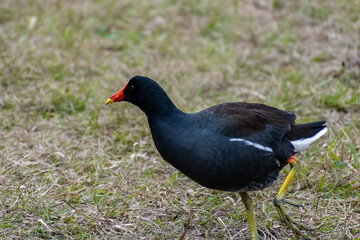 A Common Gallinule in Hilton Head Island, South Carolina